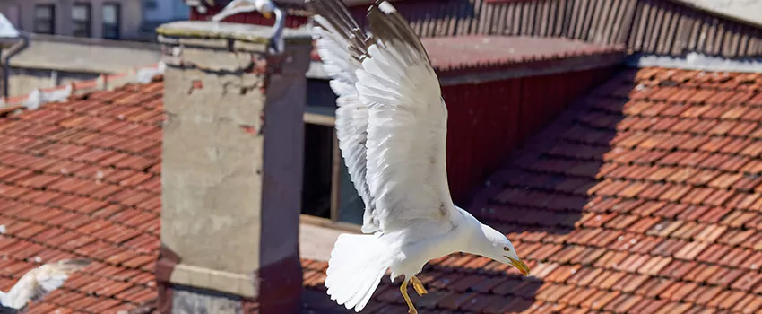 Residential Chimney Animal Removal Solution in Roselle, IL