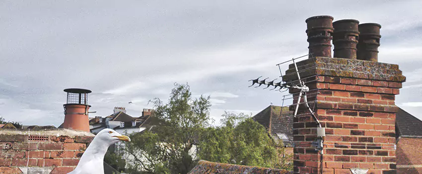 Chimney Cleaning And Restoration in Roselle, Illinois